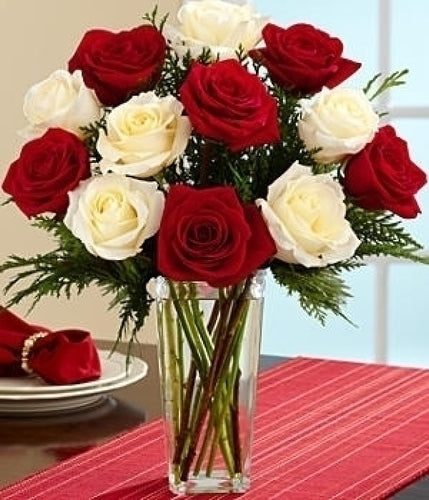 Red and White Christmas Roses