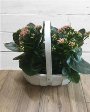 Load image into Gallery viewer, Kalanchoe Planter