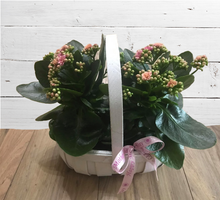 Load image into Gallery viewer, Beautiful Kalanchoe Planter